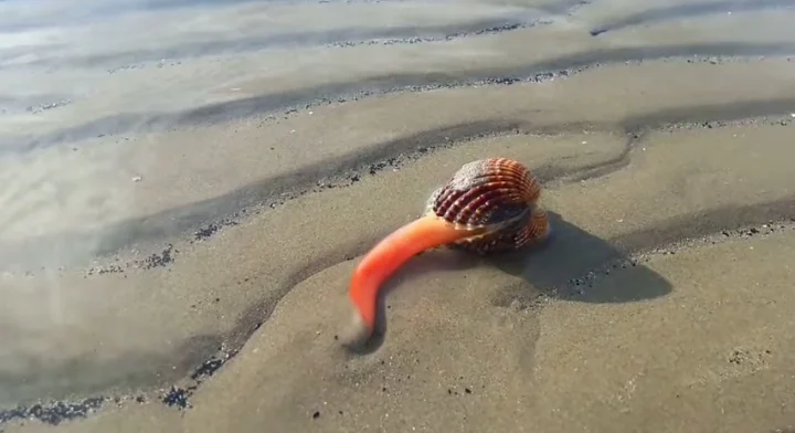 Alive clam lying on seashore