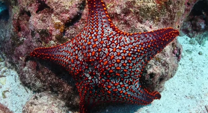 Are Starfish Consumers