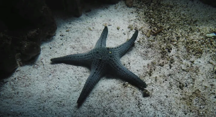 Are Starfish Decomposers Explained