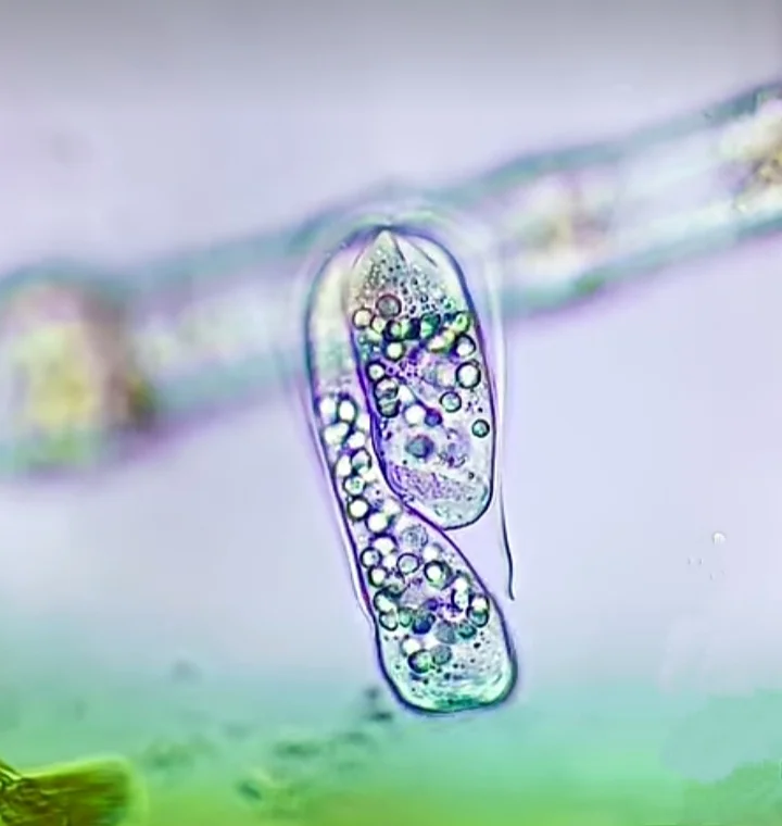 Bacteria an ocean decomposer