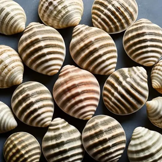 Cockle shells  Ridged and heart shaped  often seen in seafood dishes