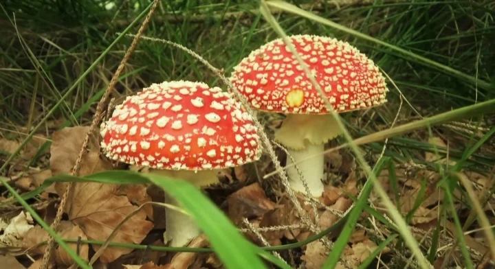 Fungi second best ocean decomposer, Marinelvings