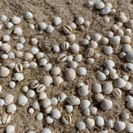 How to Get Started with Shell Collecting