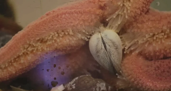 Starfish Extra Cellular Digestion