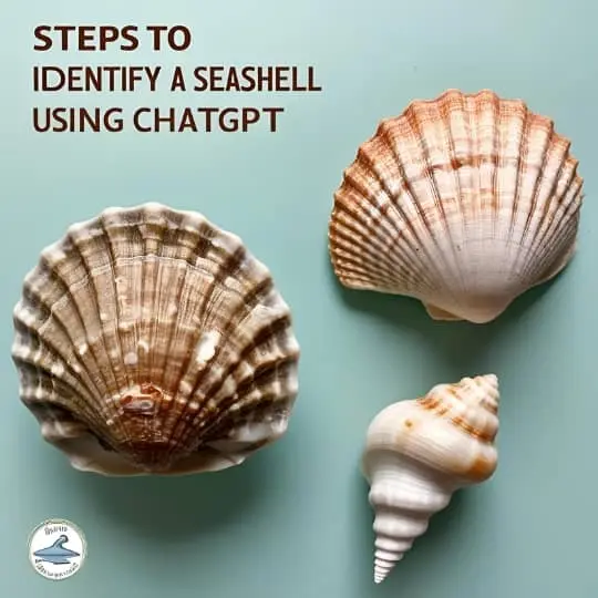 Steps to Identify a Seashell Using ChatGPT
