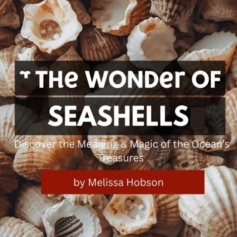 The Wonder of Seashells  Discover the Meaning & Magic of the Ocean’s Treasures 