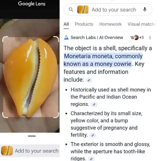 Glossy yellow money cowrie (Monetaria moneta) shell with ridged edges, identified via Google Lens.