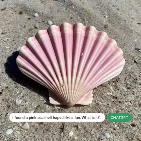 Identifying a Scallop Shell , Marinelivings