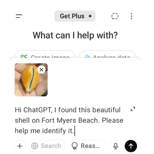 Chat screen with a user asking to identify a yellow money cowrie shell.
