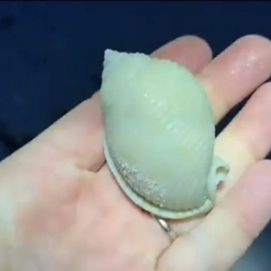 Can Seashells Tell Us What the Mollusks Eat?