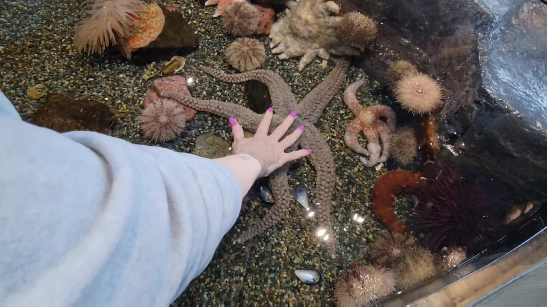 Can you touch starfish? Find out how to do it safely
