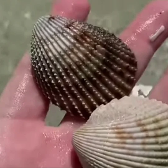 Factors influence shell colors and patterns