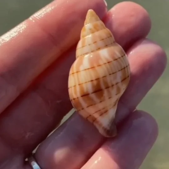 Giant seashell