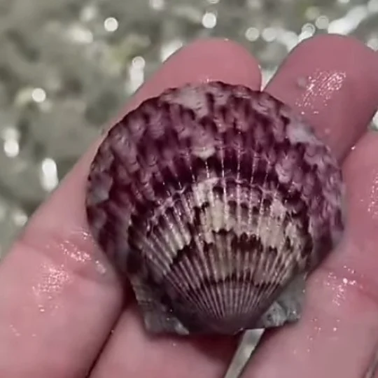  How Do Seashells Get Their Colors and Patterns?