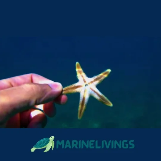 How Long Can a Starfish Survive Out of Water?