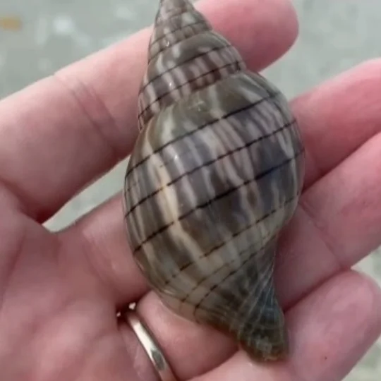 Who Makes Seashells?