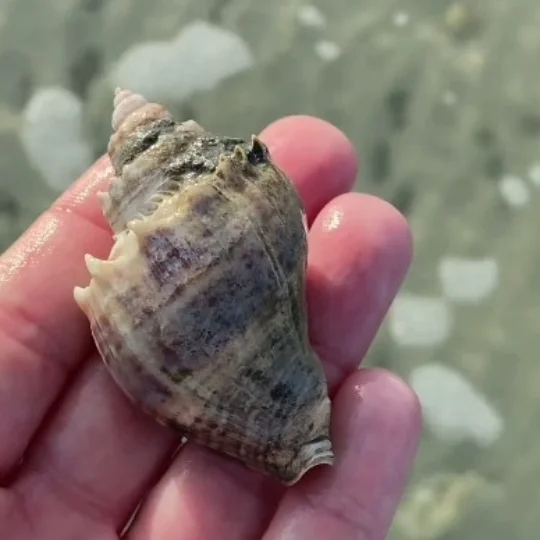 conch shell of gastropods