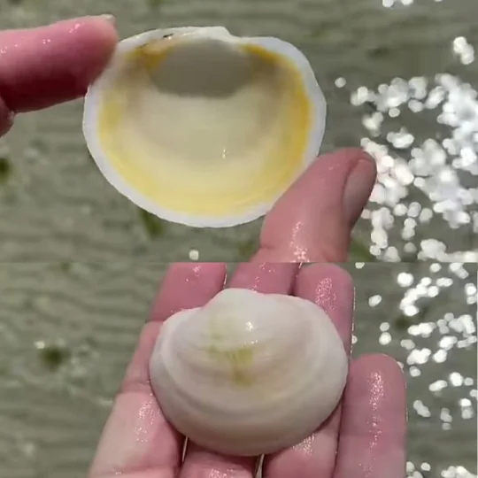 patterns and colors of a seashell