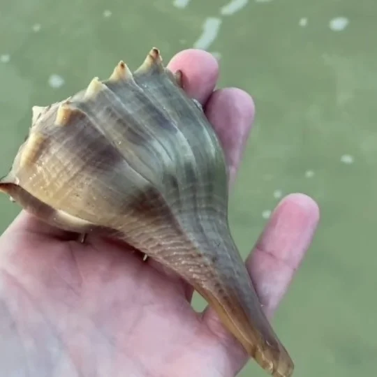 whelk seashell