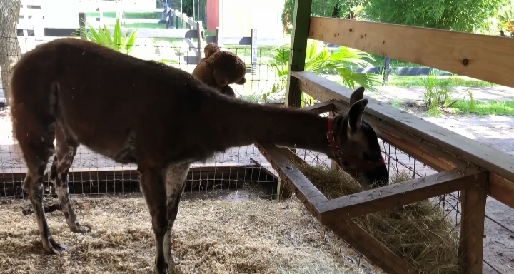 A goat on a farm near Clearwater Florida