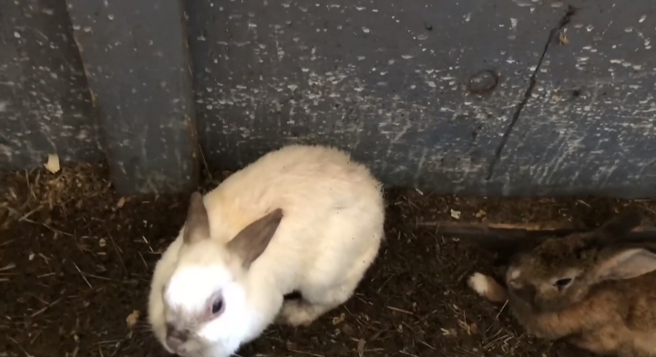 A white rabbit at a farm near Clearwater Florida