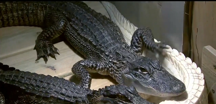 Alligator Discovery Center at Johns Pass black alligators