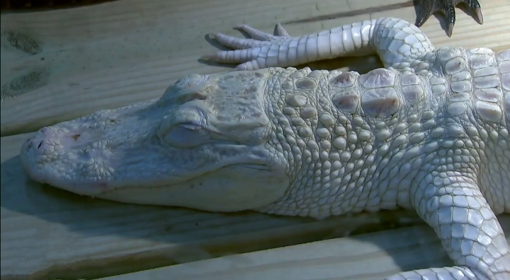 Alligator Discovery Center at Johns Pass white alligator