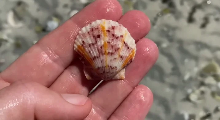 Calico scallop shell kice Island Florida