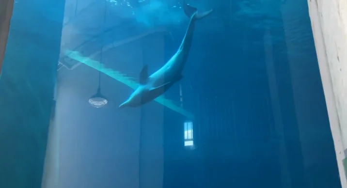 Clearwater Marine Aquarium dolphin