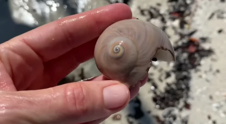 Colorful Moon Snails or Shark Eyes Kice island Florida