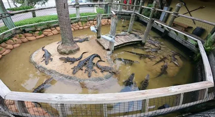 Congo River Golf Clearwater Florida