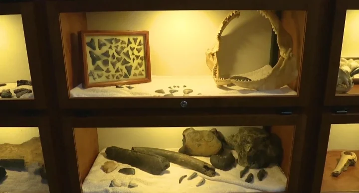Great Explorations in St. Pete indoor museum fossils