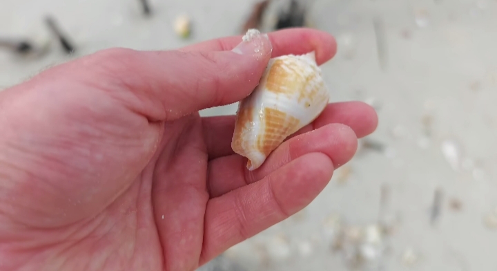 Honeymoon & Caladesi Islands Seashell