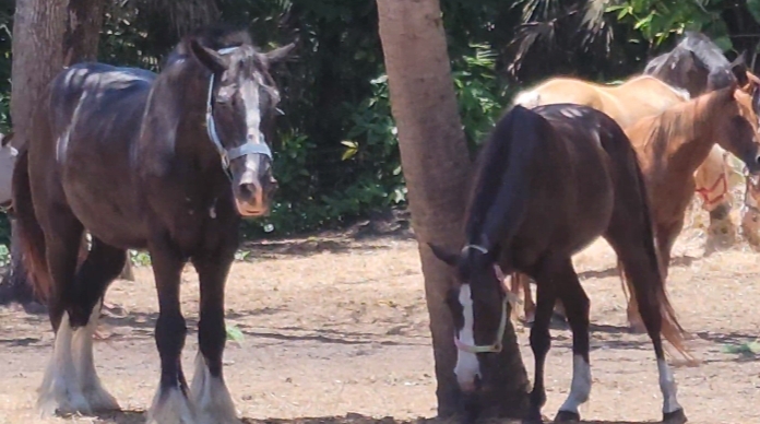 Horses at HorsePower for Kids in florida