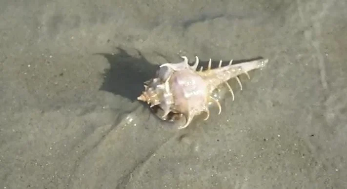 Lace Murex shell kice island florida