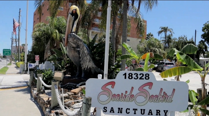 Seaside Seabird Sanctuary near clear water Florida