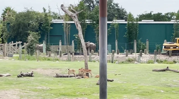ZooTampa located near Clearwater Florida animals