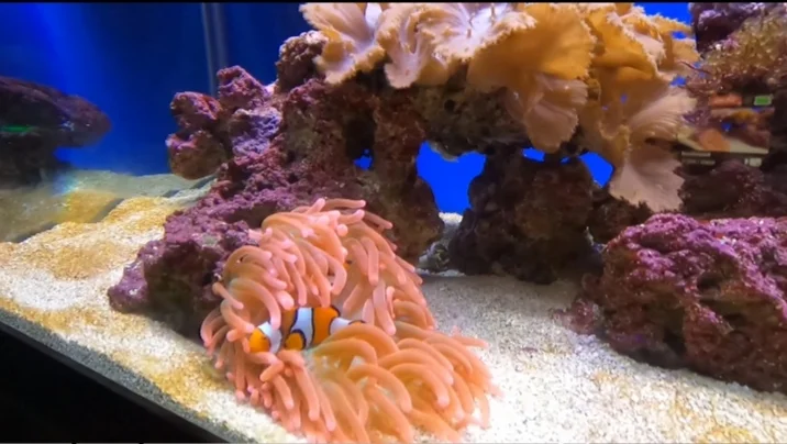 ZooTamoa fish
