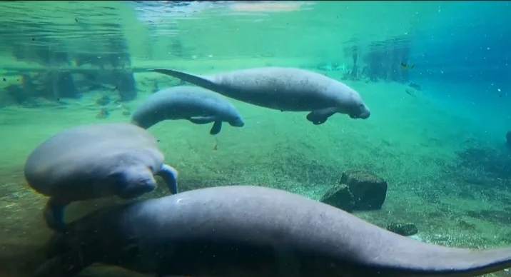 ZooTampa Marine Animals