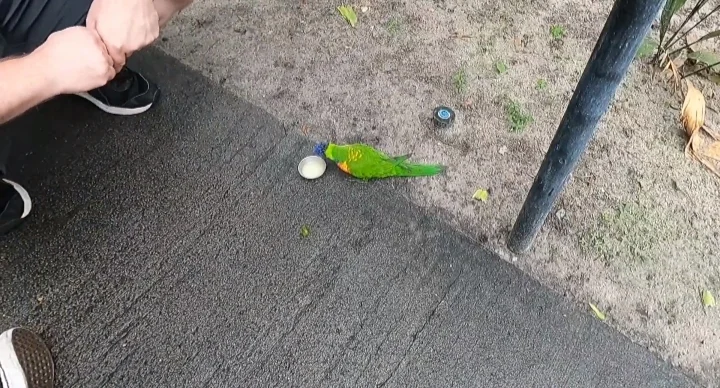 ZooTampa Parrot