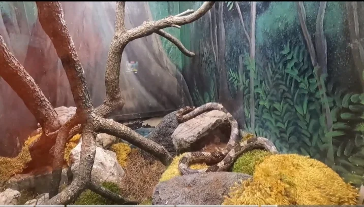 ZooTampa snake