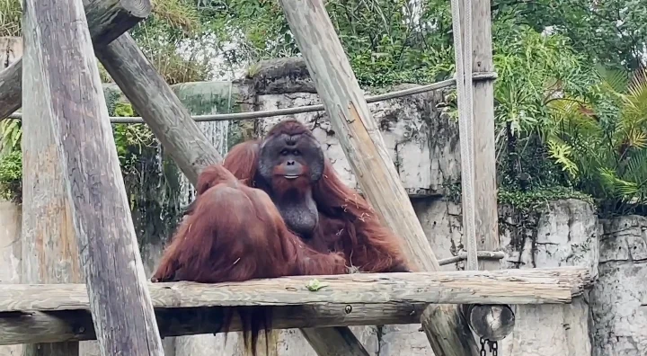 ZooTampa near Clearwater Florida Gorilla