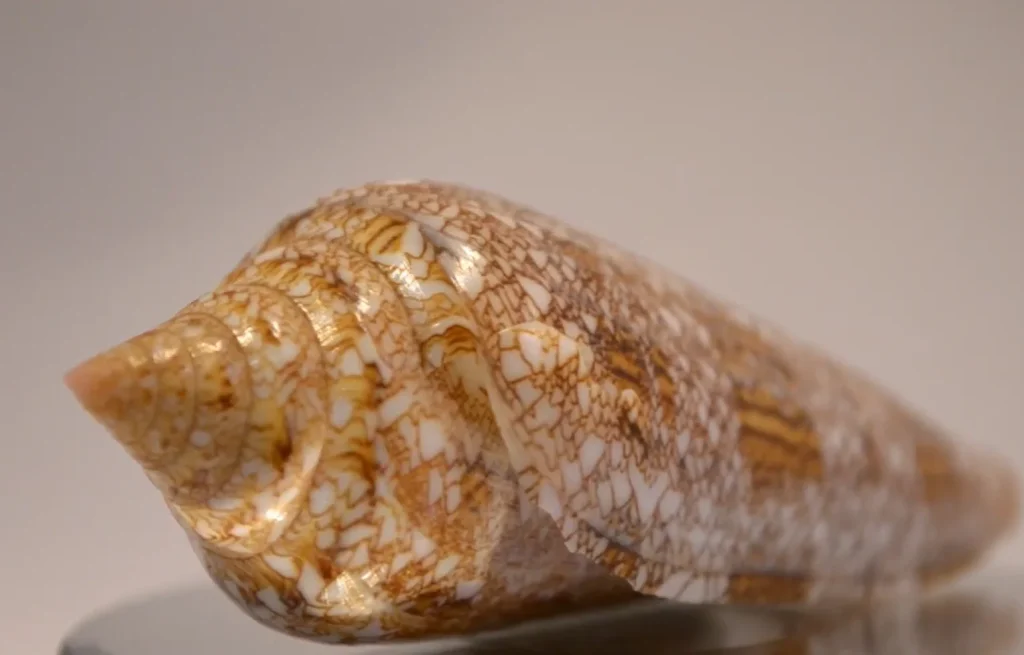 Conus gloriamaris- Glory of the Sea Cone