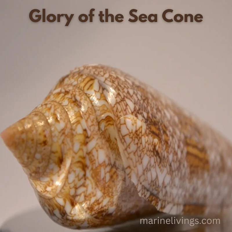 Glory of the Sea Cone (Conus gloriamaris)