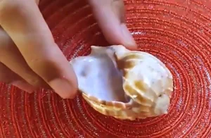 Harp Shell Bottom View