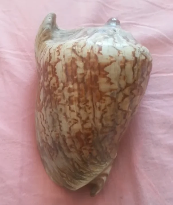 Imperial Volute (Aulica imperialis)