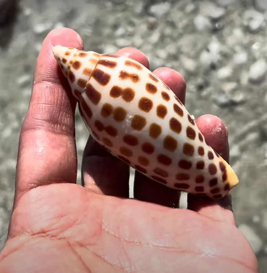 Junonia Shell (Scaphella junonia) Rarest Seashells