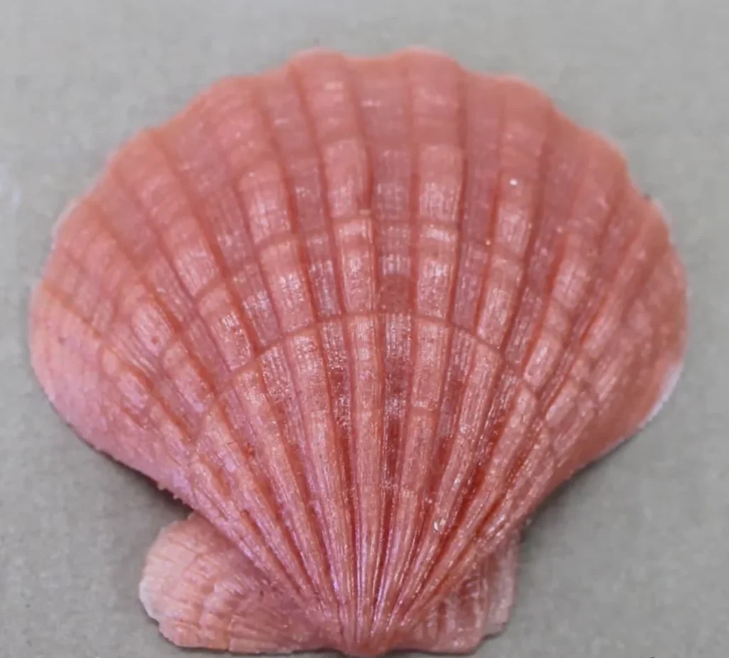 Lion’s Paw Scallop (Nodipecten nodosus)