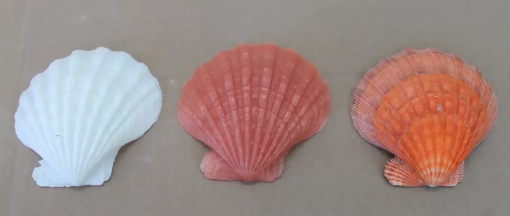 Lion’s Paw Scallop Seashell