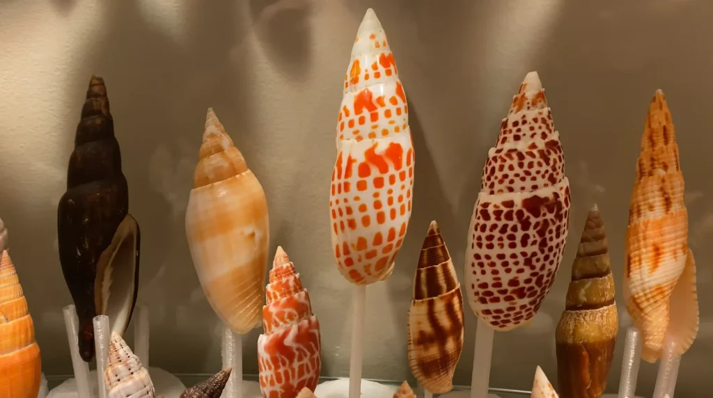 Mitre Shell (Episcopal Mitre)